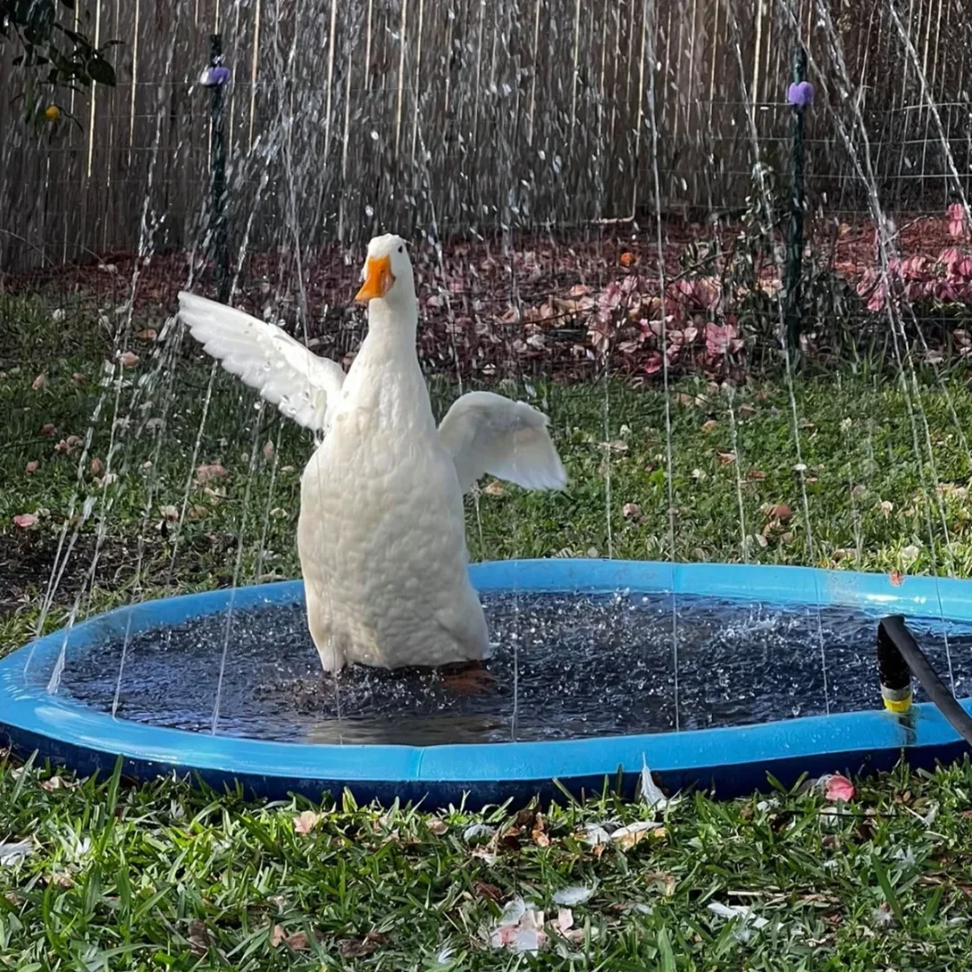 100/150/200cm Summer Pet Sprin - Slip Slide Water Mat recension och pris